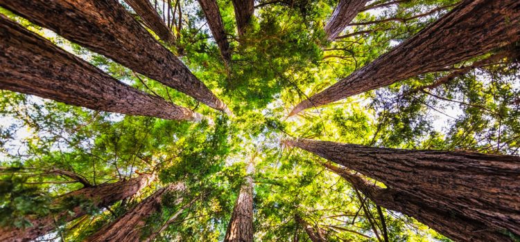 sequoia trees growing tall