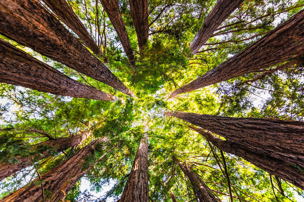 sequoia trees growing tall