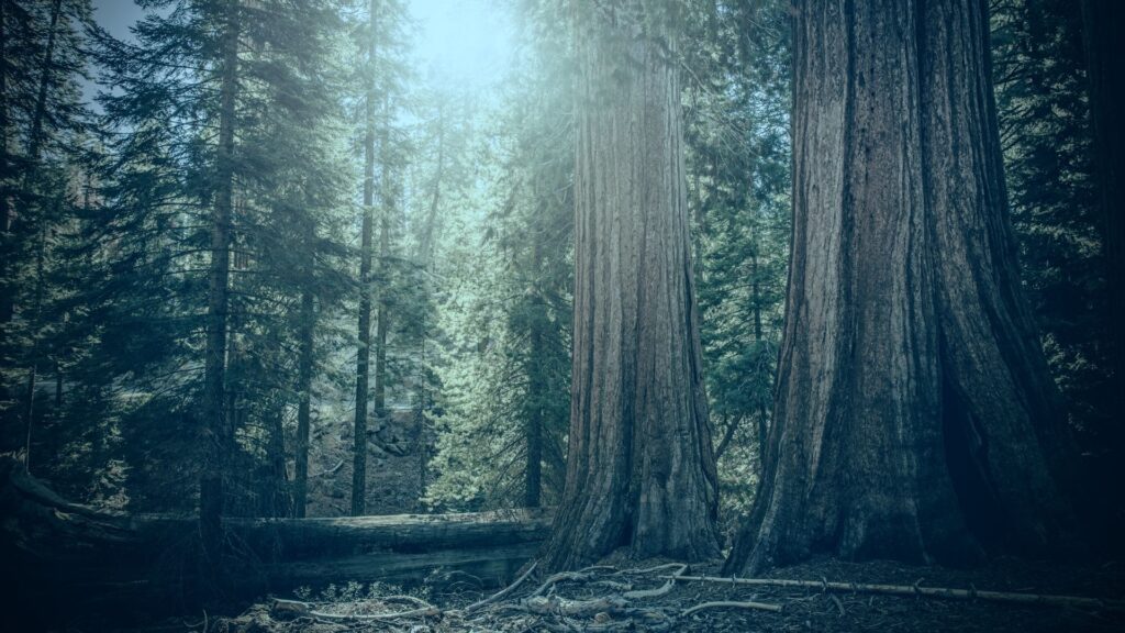 Sequoia forest