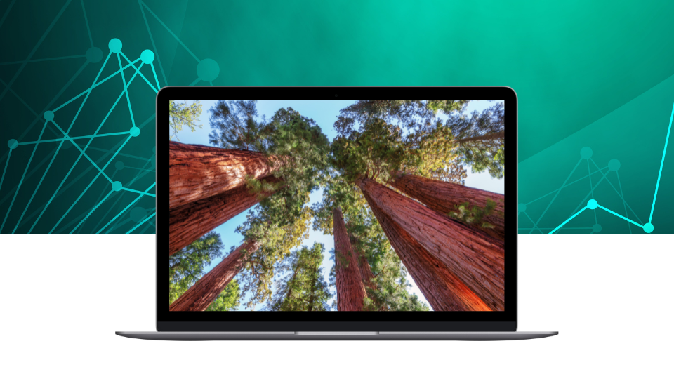 Bridging the Talent Gap in Distribution: Growing Stronger Like a Sequoia